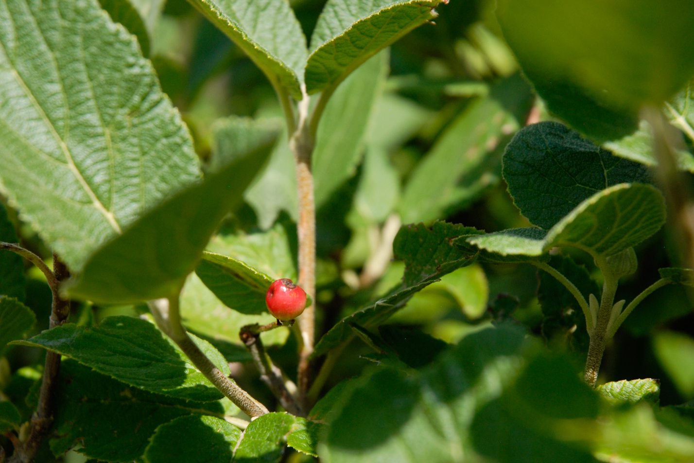Mohican Wayfaring Tree